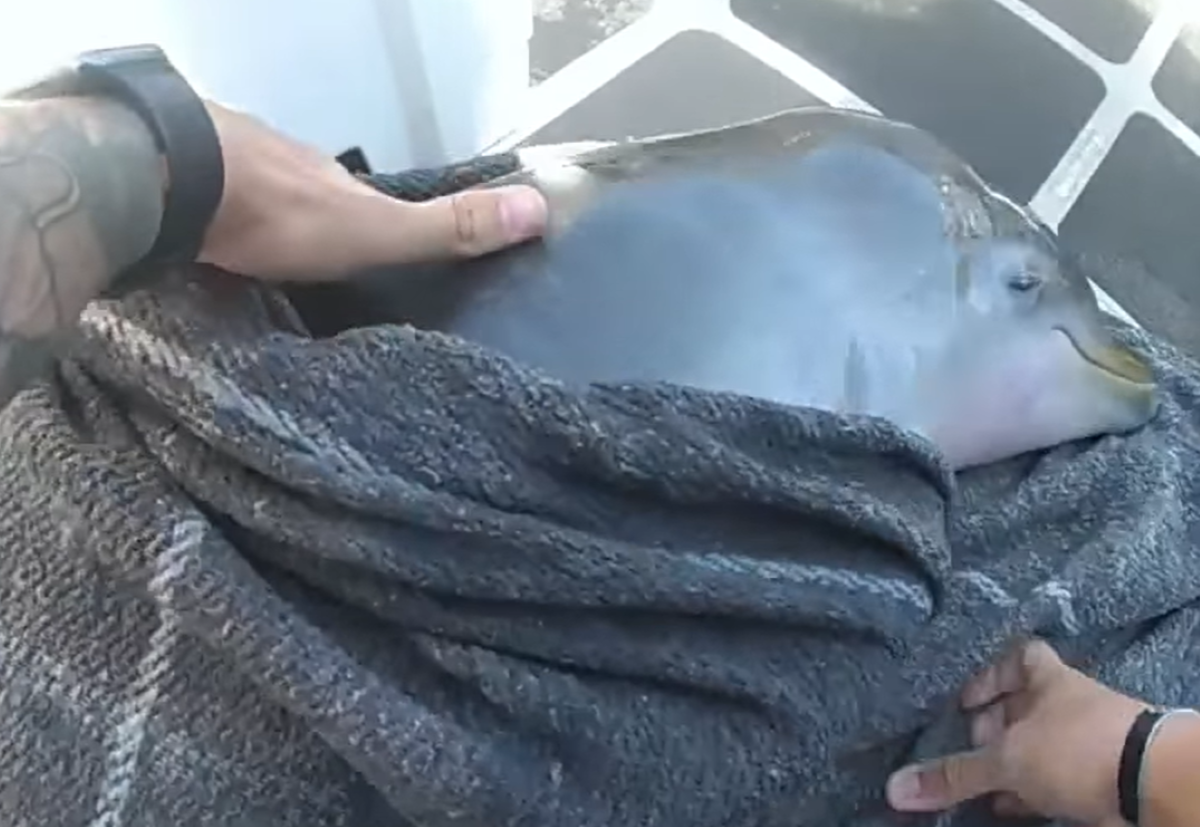 Dolphin Calf in Critical Condition Rescued by Police
