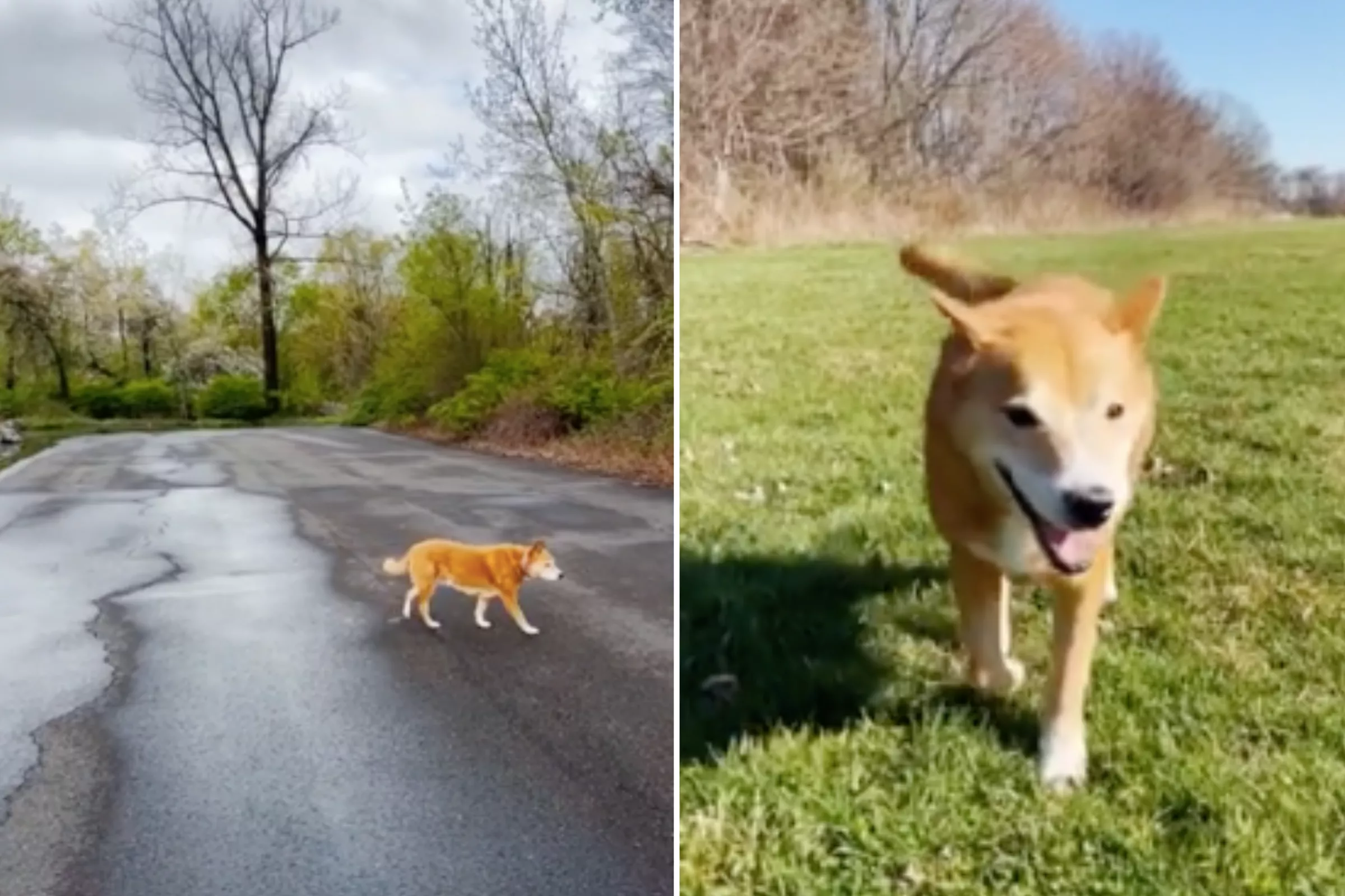 Elderly Dog With Only 'One Speed' Delights Internet - Vimarsana News