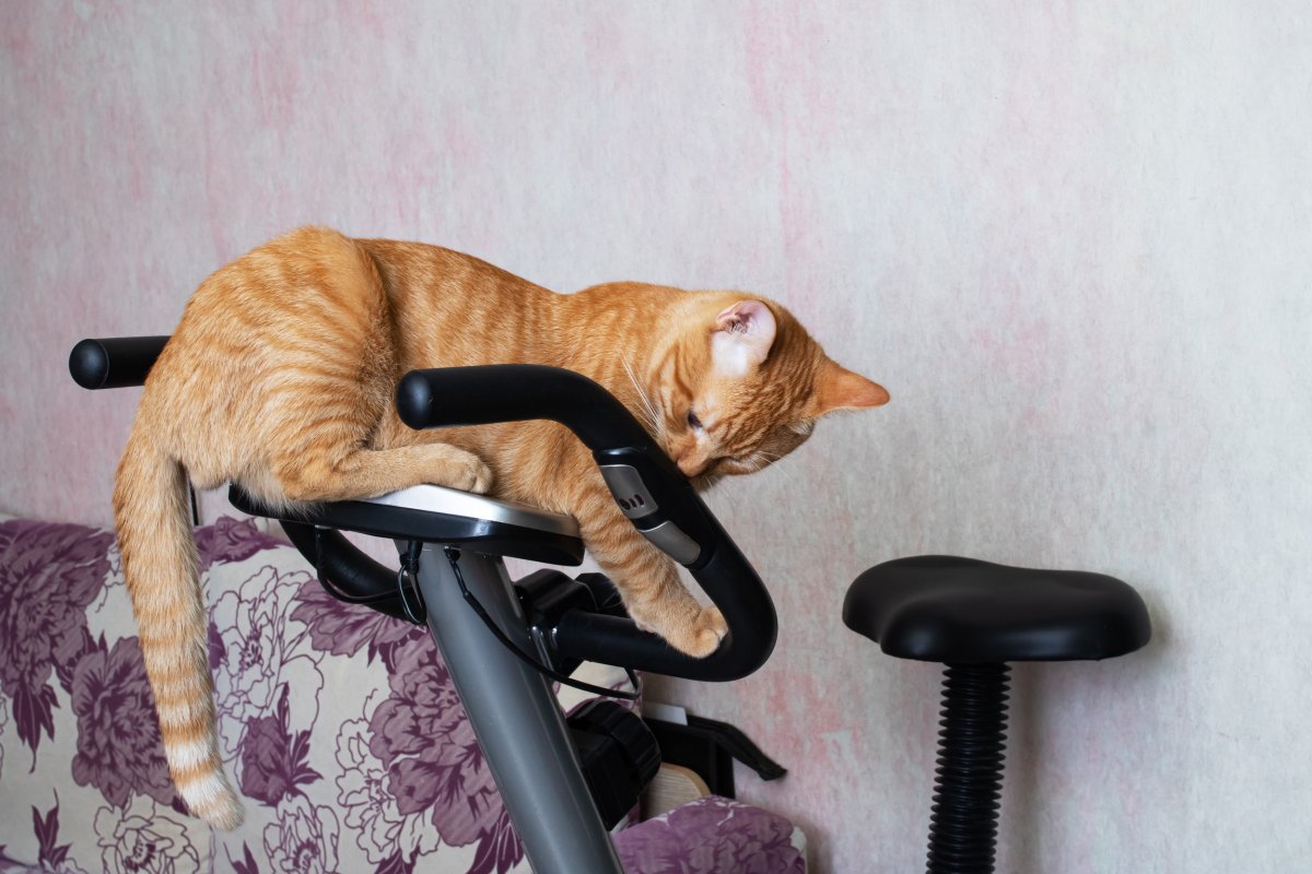 cat sleeping on exercise bike delights viewers