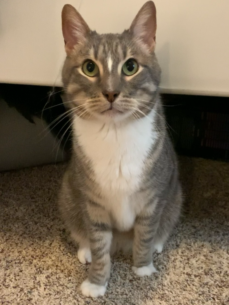 Brooks the rescue cat sitting upright