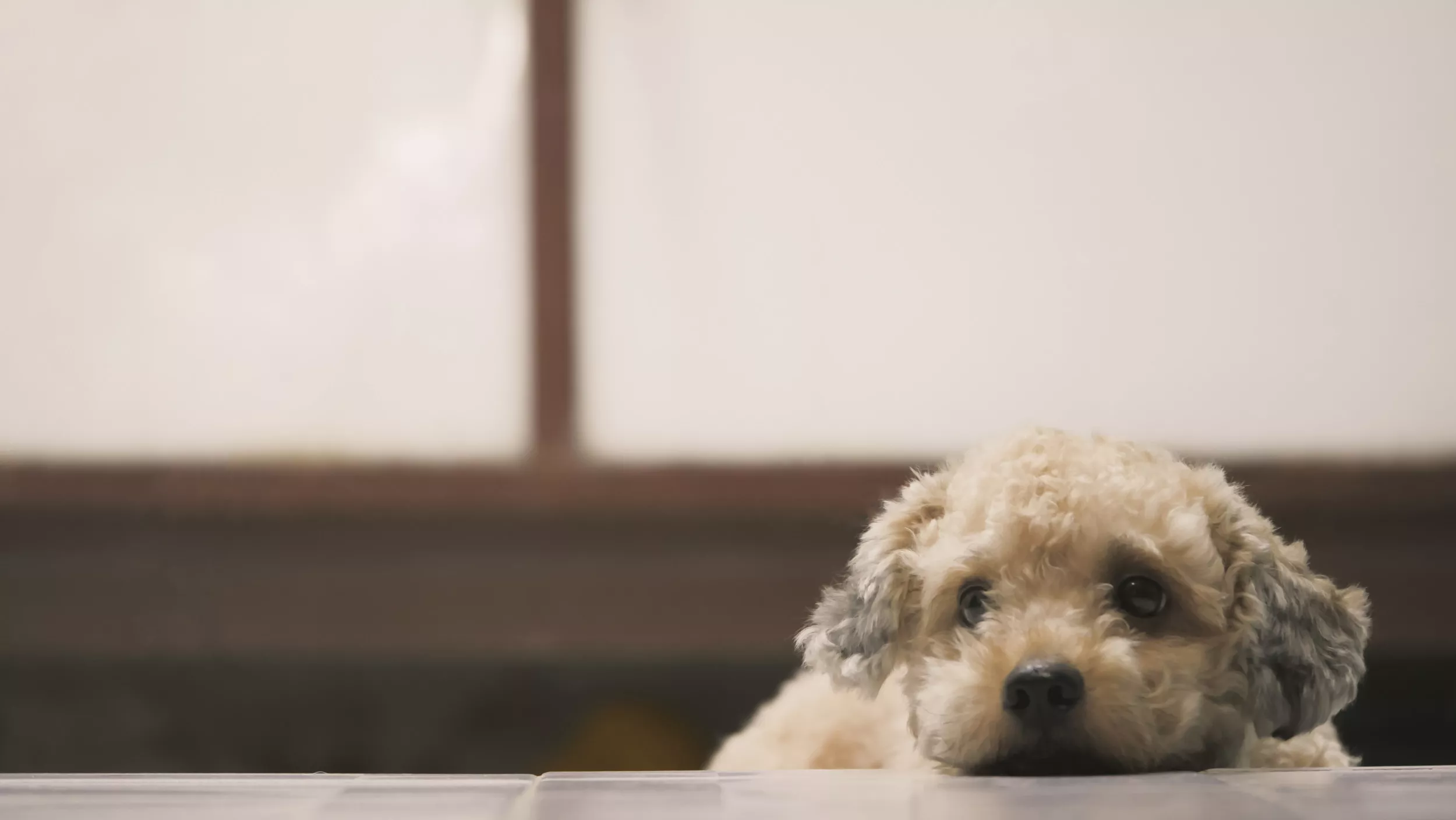 Hearts Break As Shelter Dog Waits for New Owner but They're a 'No Show' - Vimarsana News