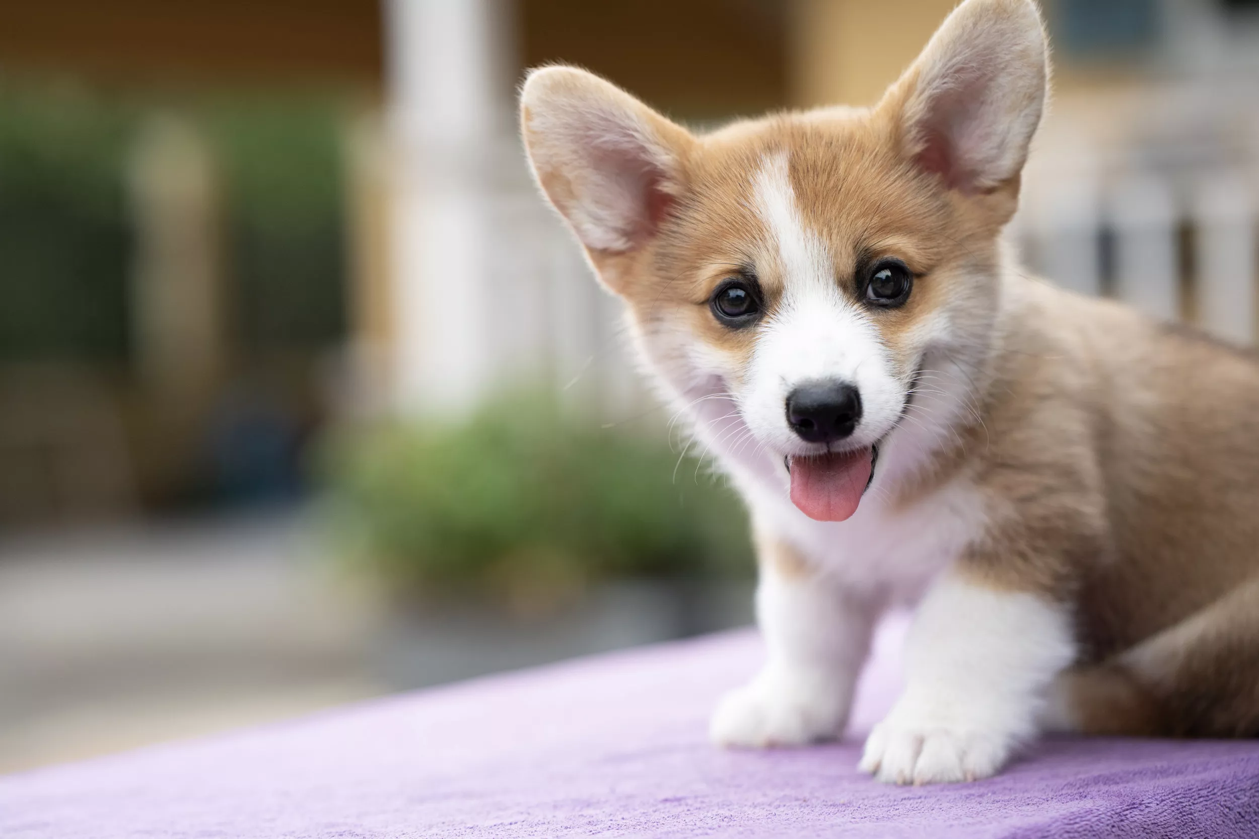 Senior Rescue Dog Who Looks Just Like a Puppy Melts Hearts: 'The Ears' - Vimarsana News