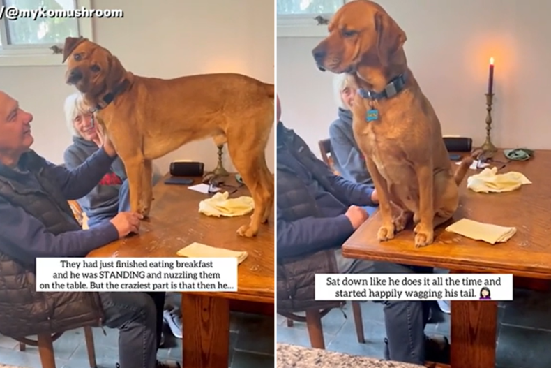 Dog caught being spoiled at grandparents' house