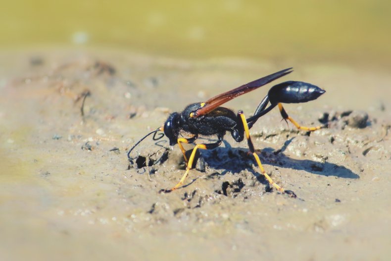 Black and yellow mud dauber building nest