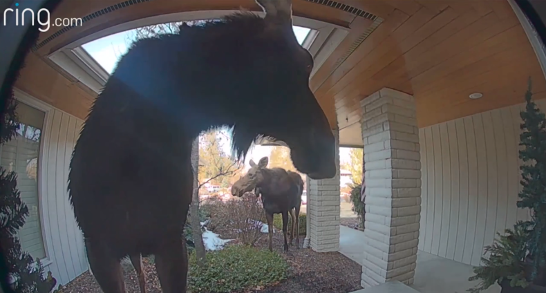 The two moose waiting outside.