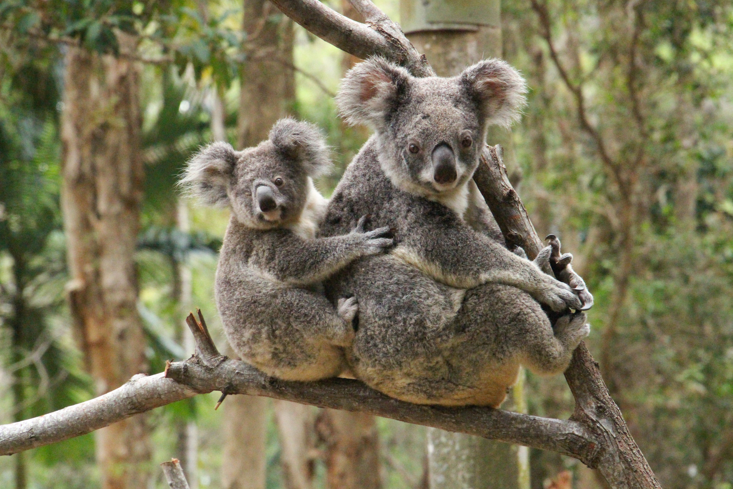 Scientists are vaccinating wild koalas against chlamydia