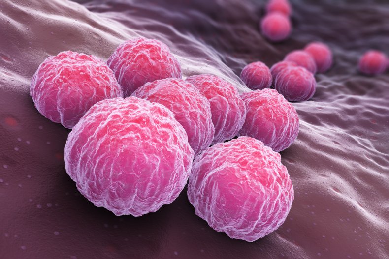 chlamydia bacteria