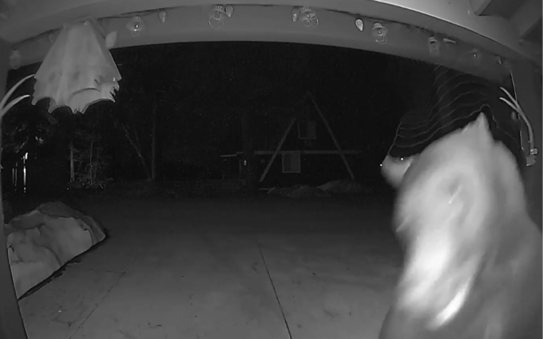 Bear waits outside New York ranch.