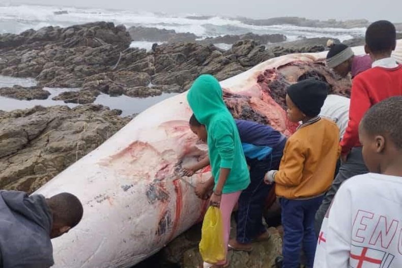 A dead Bryde's whale