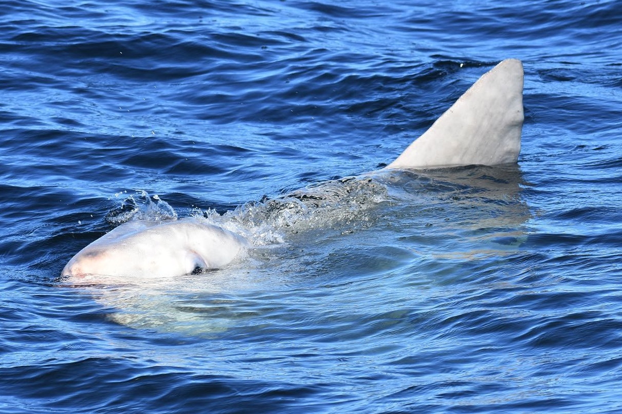 Huge Fish Spotted 'Impersonating a Shark' Near California - Newsweek