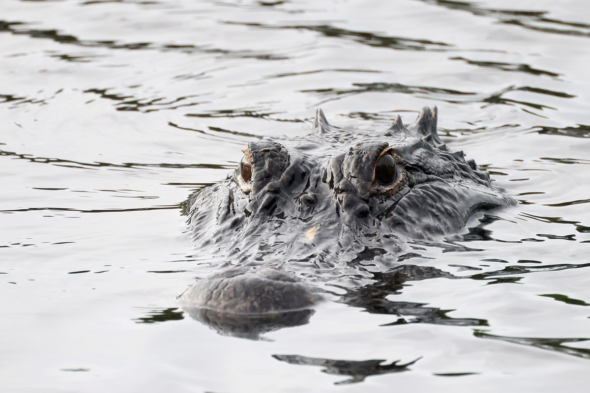 Florida Man Left With 'Significant Injuries' After Alligator Attack