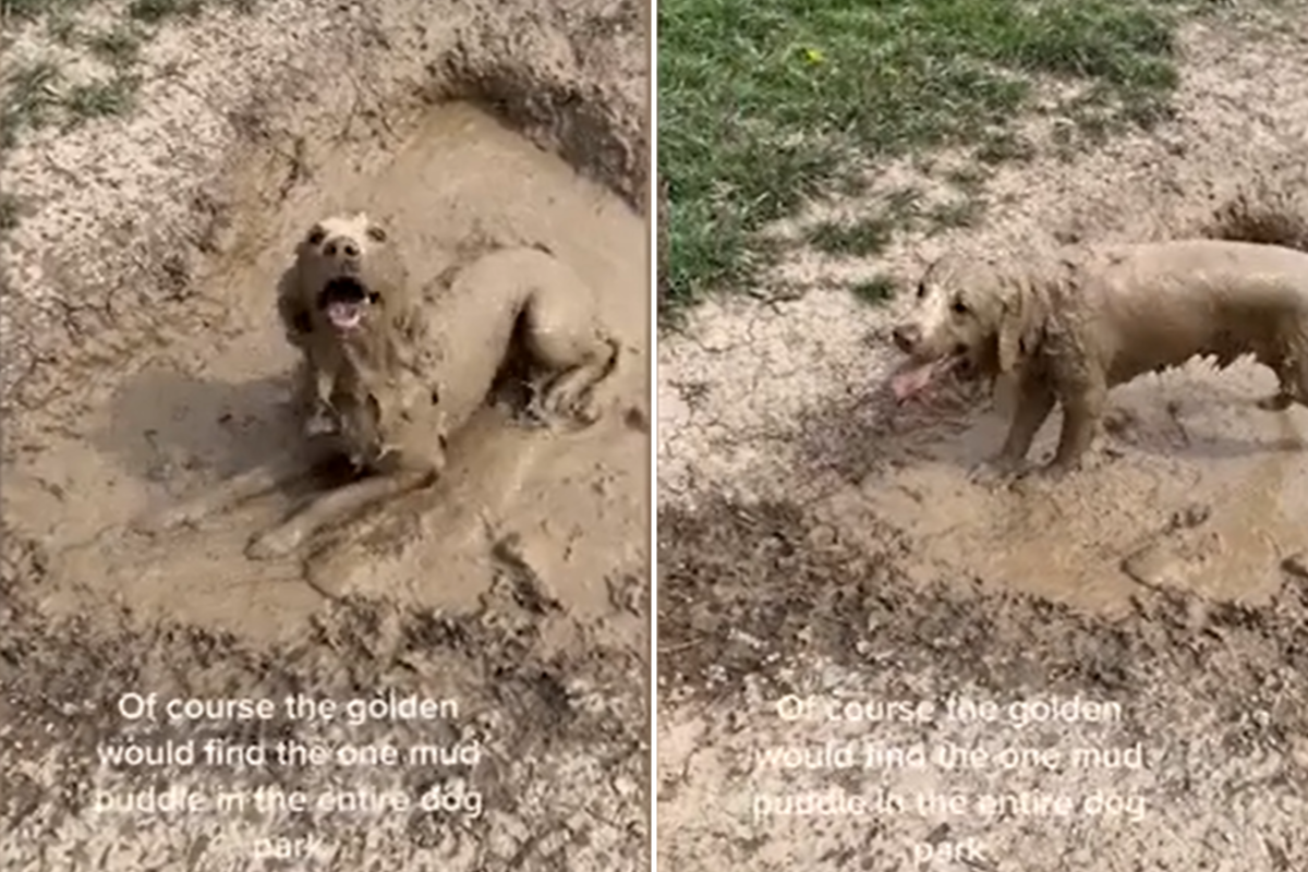 Golden retriever rolls in thick mud
