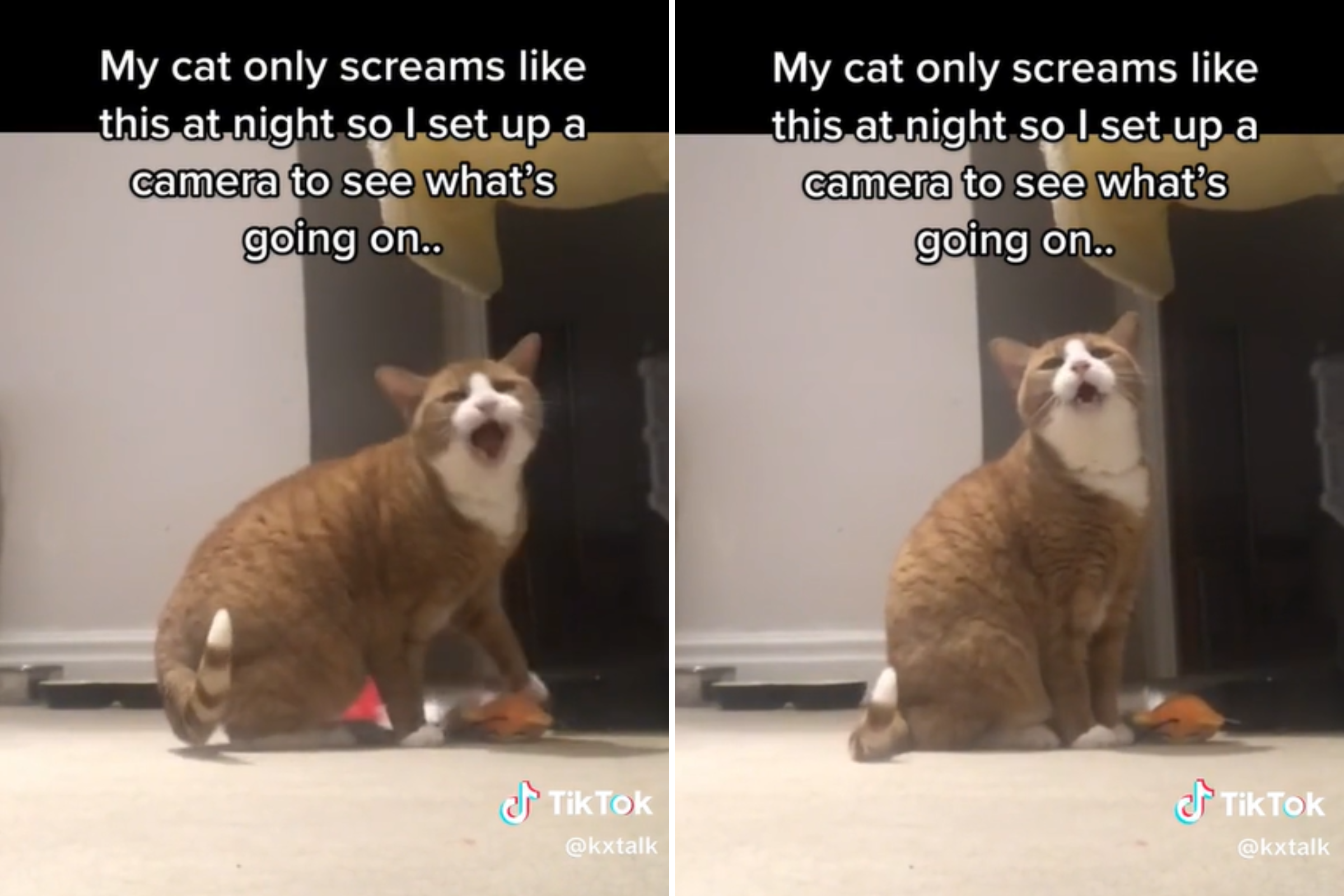 Funny Screaming Memes, Screaming Woman Meme, Screaming Cat Memes