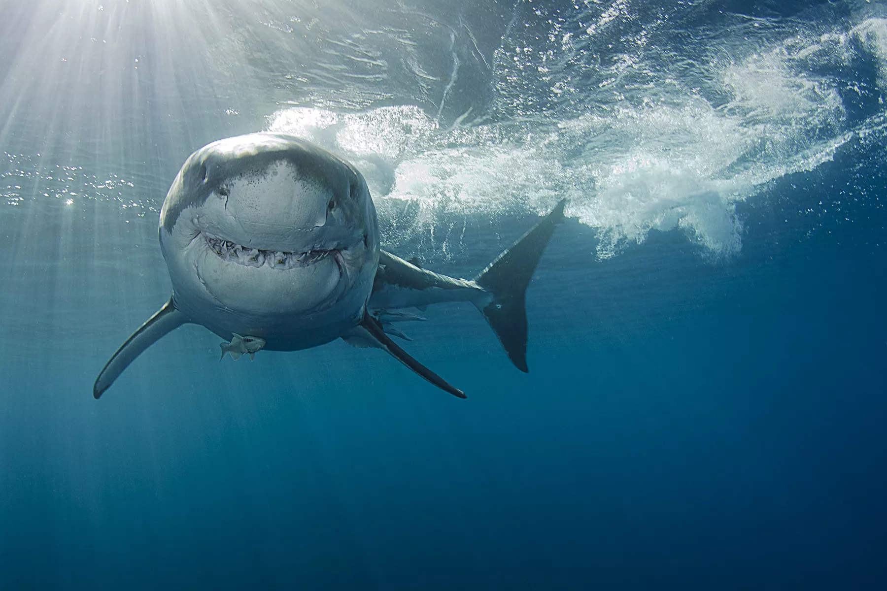 Famous Great White Shark Ironbound Spotted off U.S. Coast Again - Vimarsana News