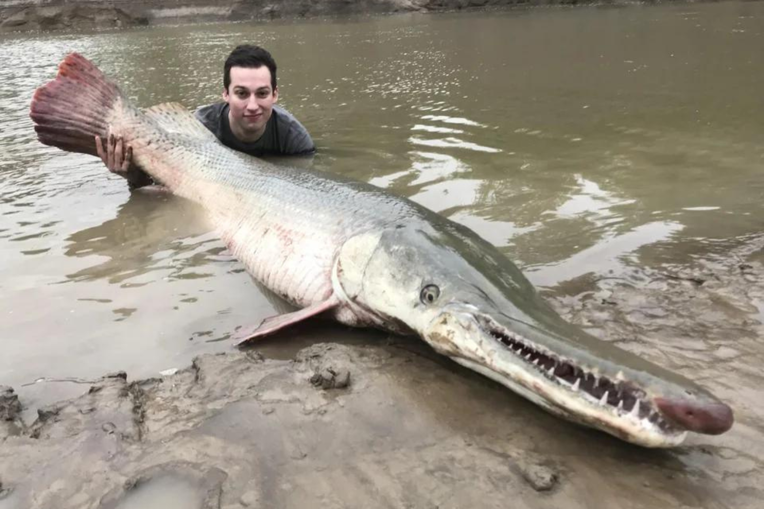 Fisherman Recalls Catching Huge 190 Pound Prehistoric Alligator Gar Fisherman Recalls Catching Huge 190 Pound Prehistoric Alligator Gar