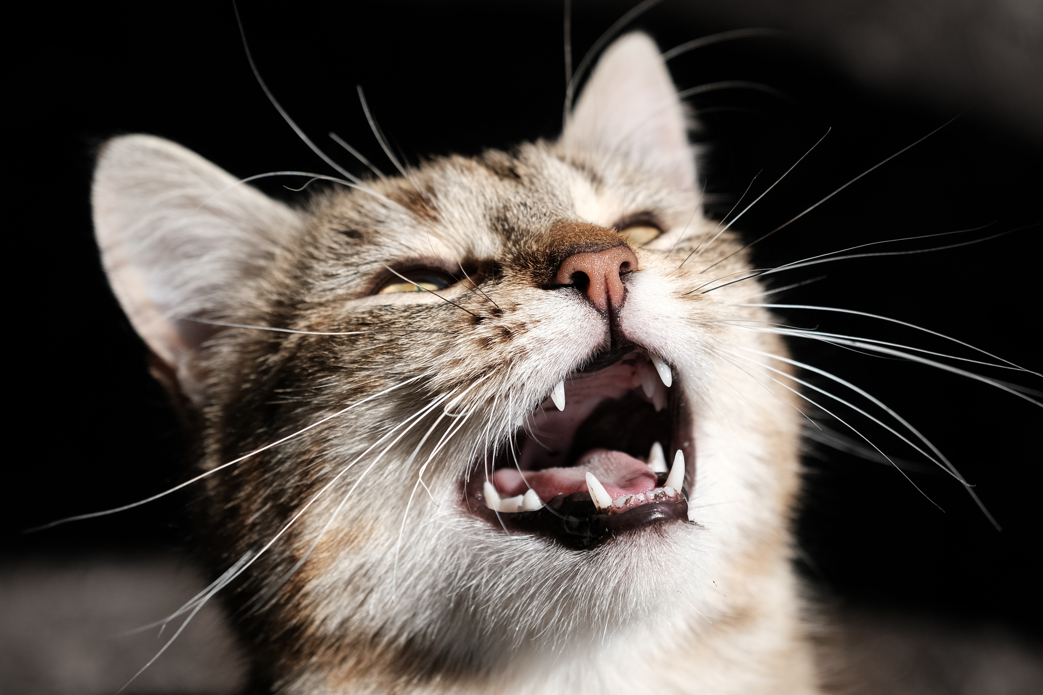 How to Stop Loud Meowing in Cats