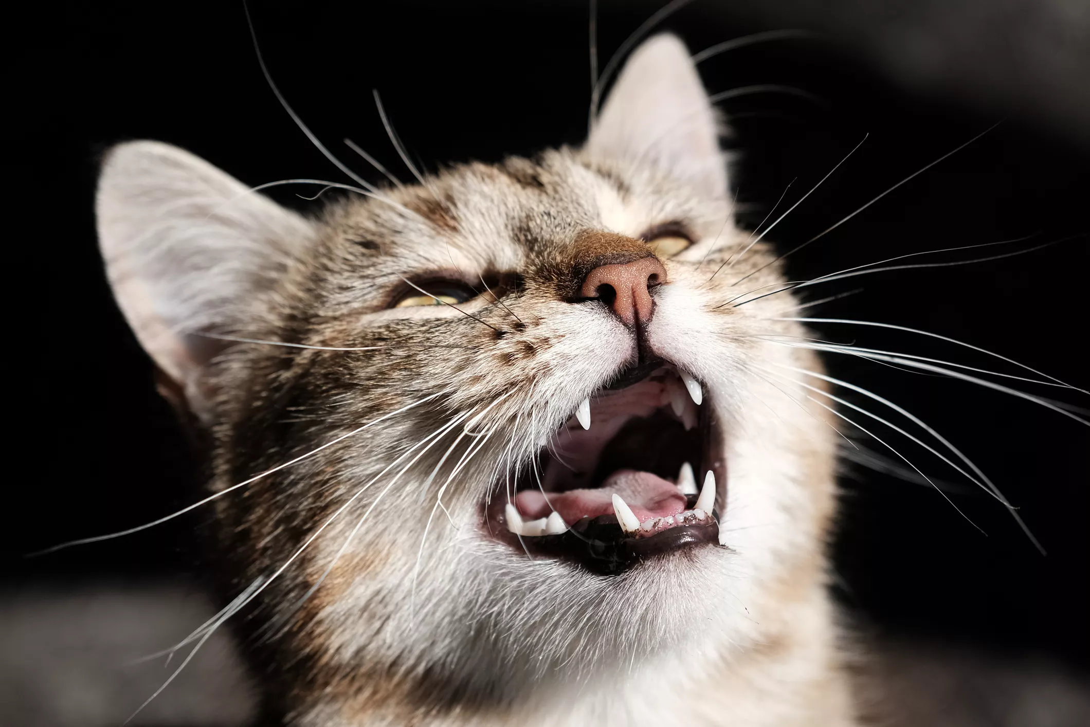 Cat's Incredibly Long Meow Viewed 38 Million Times: 'He Will Be Heard' - Vimarsana News