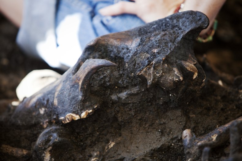Dire Wolf Skull