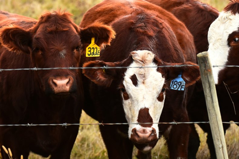 cattle farm