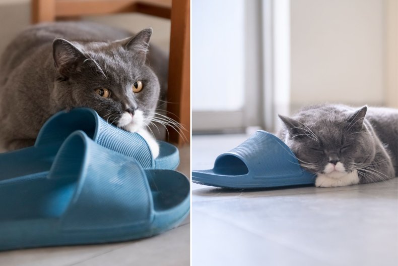 File photo of a cat and slipper.