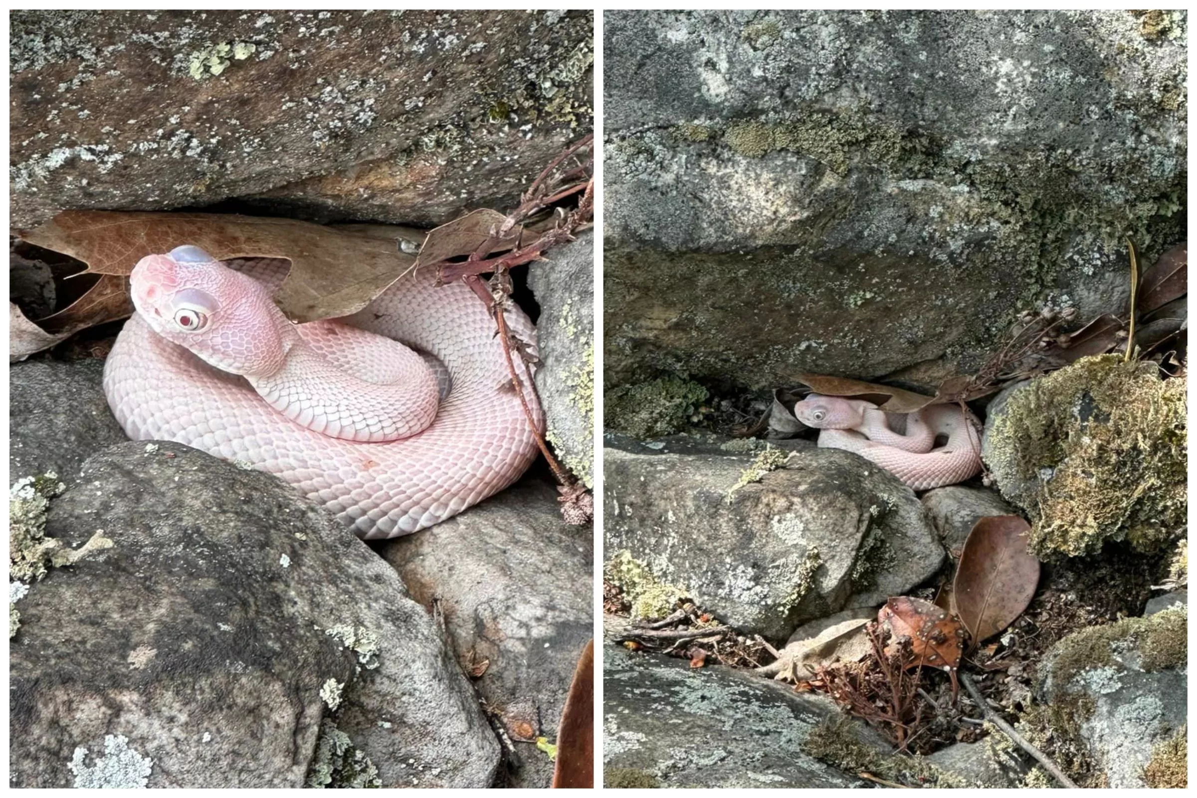 'Epic Moment': Man Stumbles Upon Rare Albino Rattlesnake in Pennsylvania - Vimarsana News