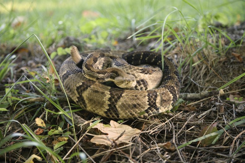 Timber rattlesnake