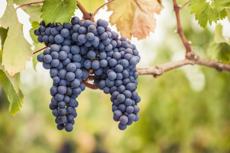 Wine grapes on the vine