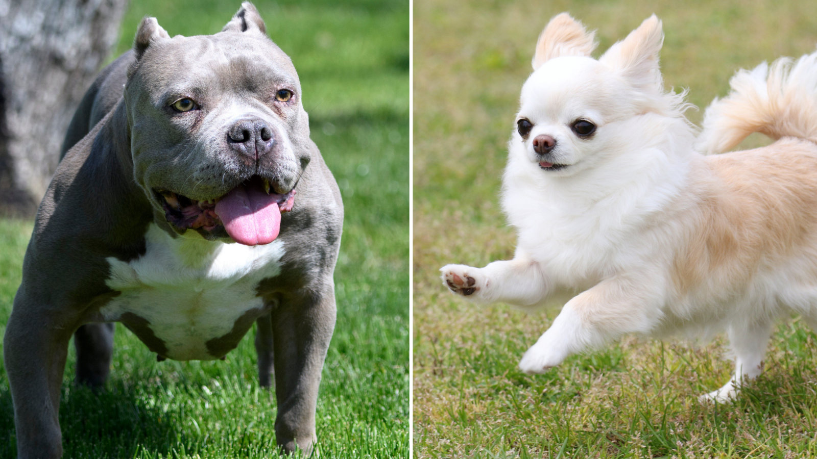 People Are Obsessed With This American Bully Chihuahua Cross: 'Not