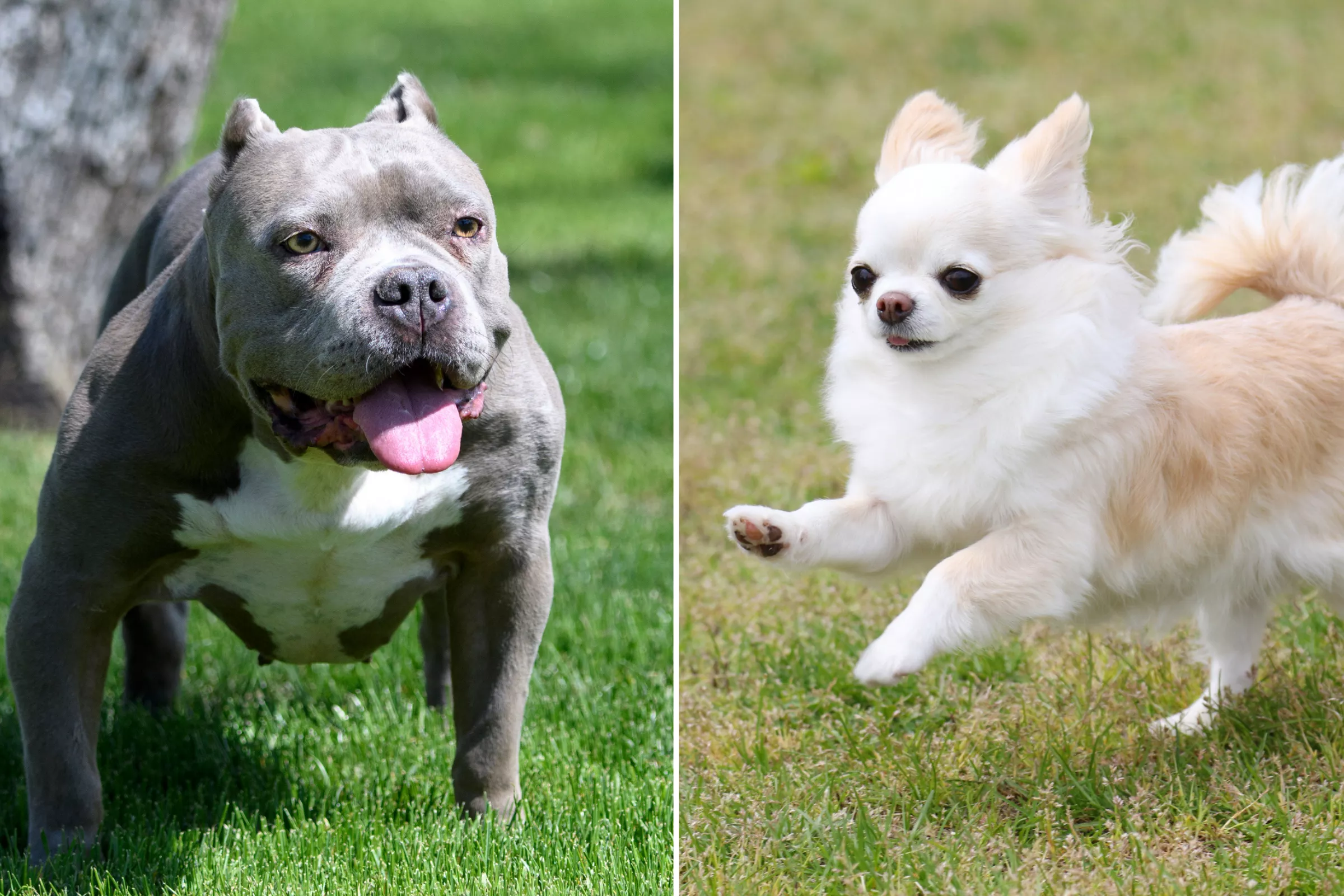 La Mezcla Perfecta Pitbull y Chihuahua, ¿Una Combinación Posible?