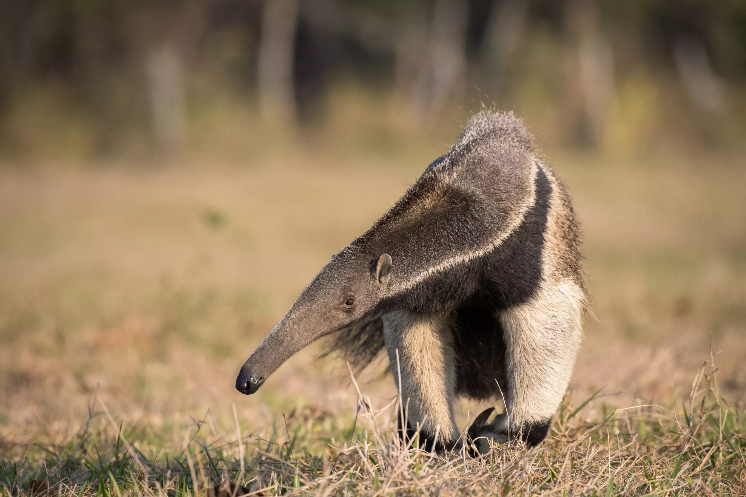 Rare Albino Anteater Spotted in Brazil - Vimarsana News