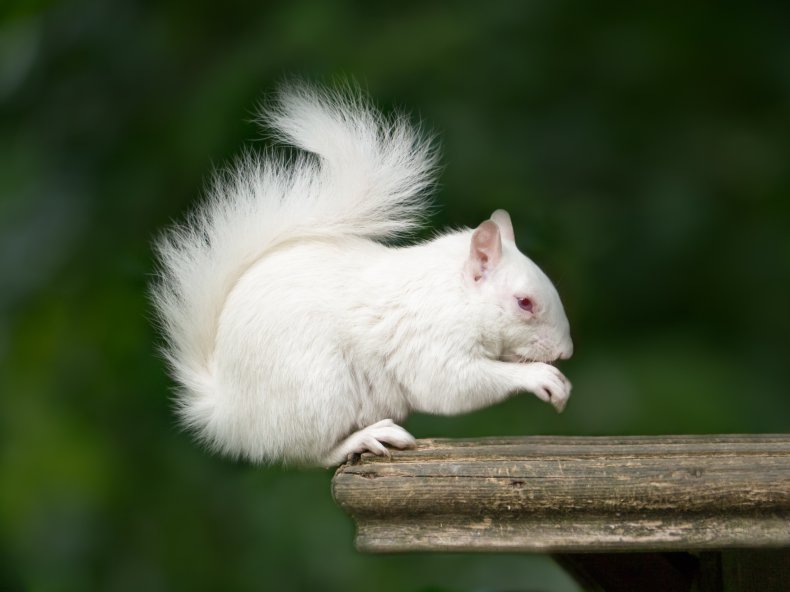 albino squirrel