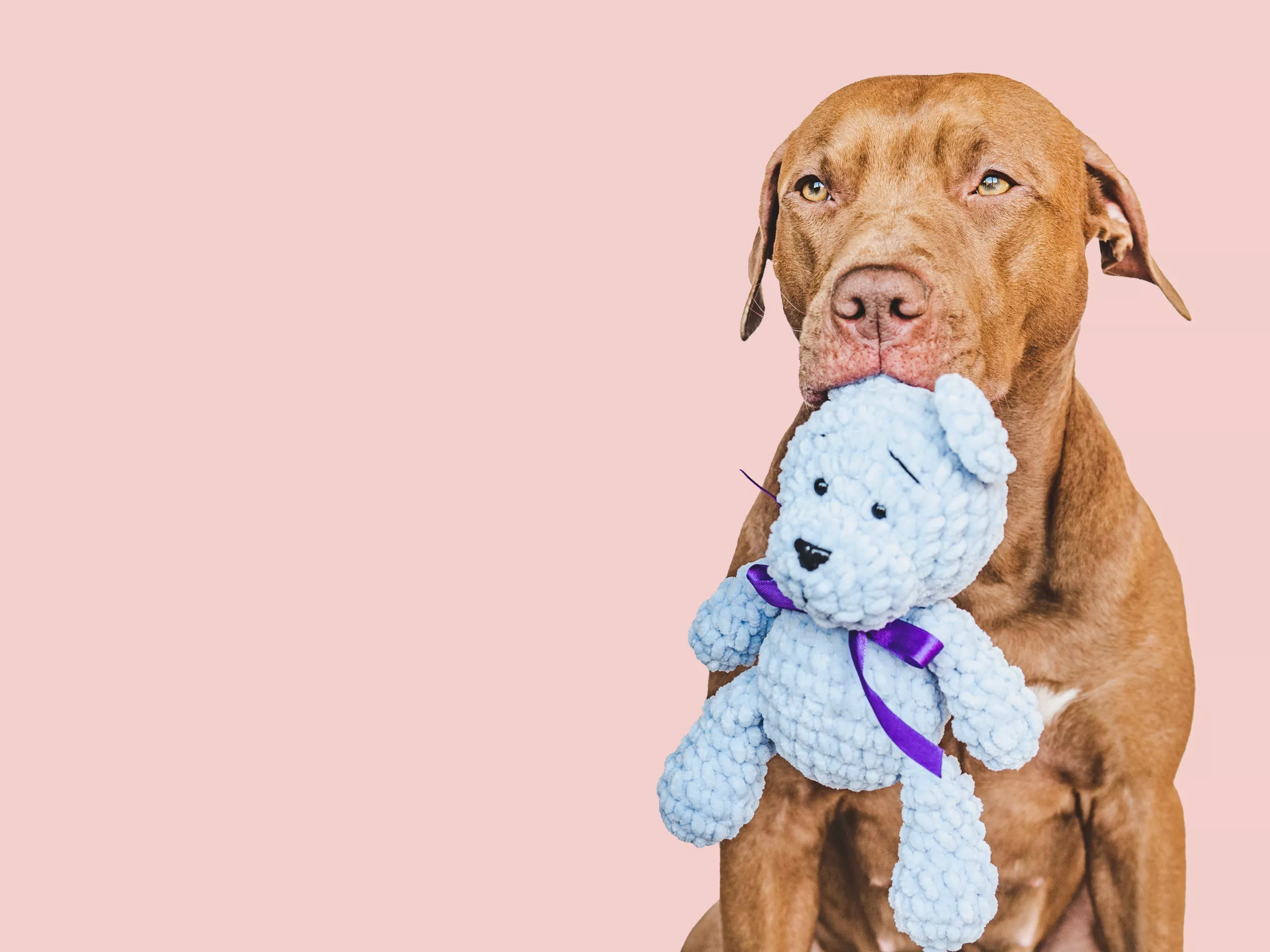 Pit Bull Trying to Shoplift at PetSmart Leaves Internet in Hysterics: 'Run' - Vimarsana News