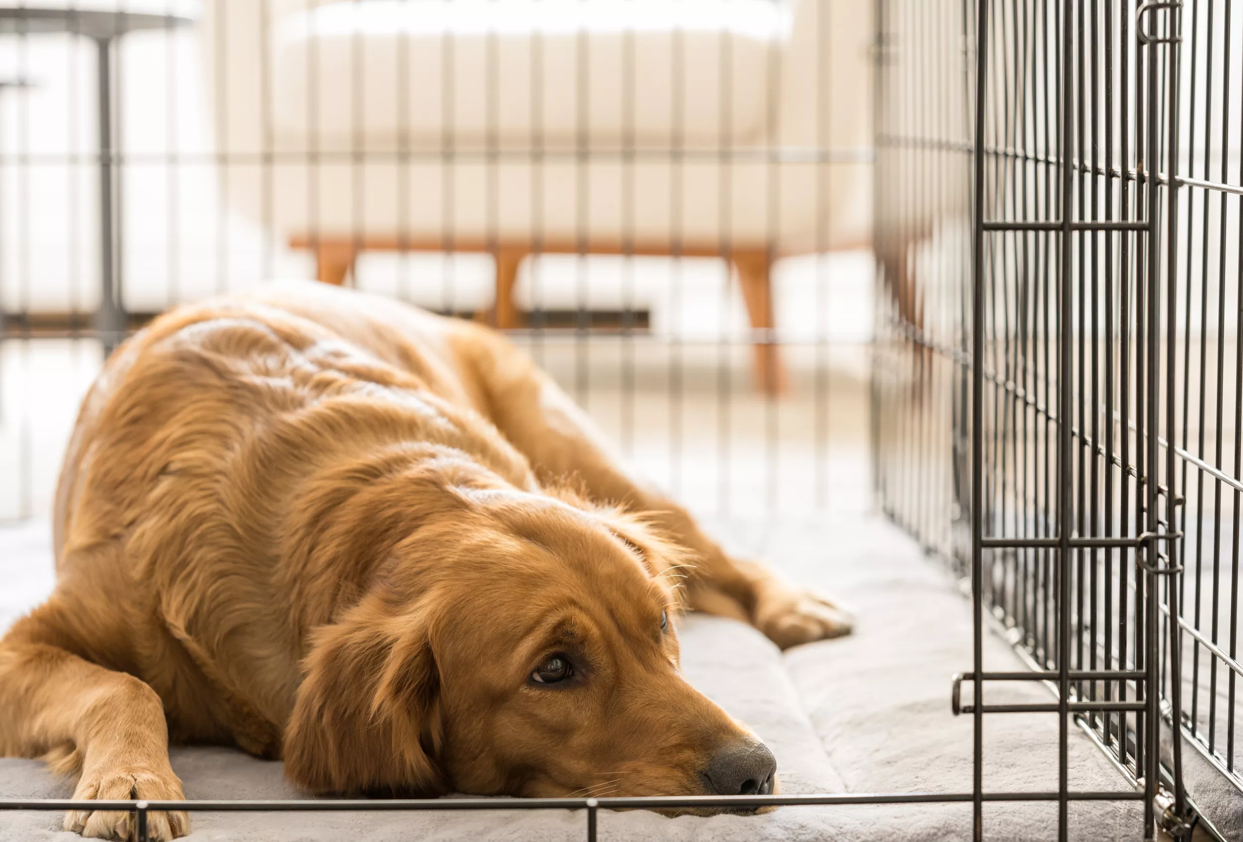 How Long Is Too Long to Leave Your Dog at Home Alone? - Vimarsana News