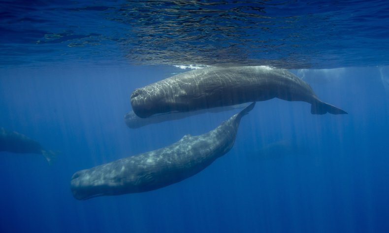 sprm whales