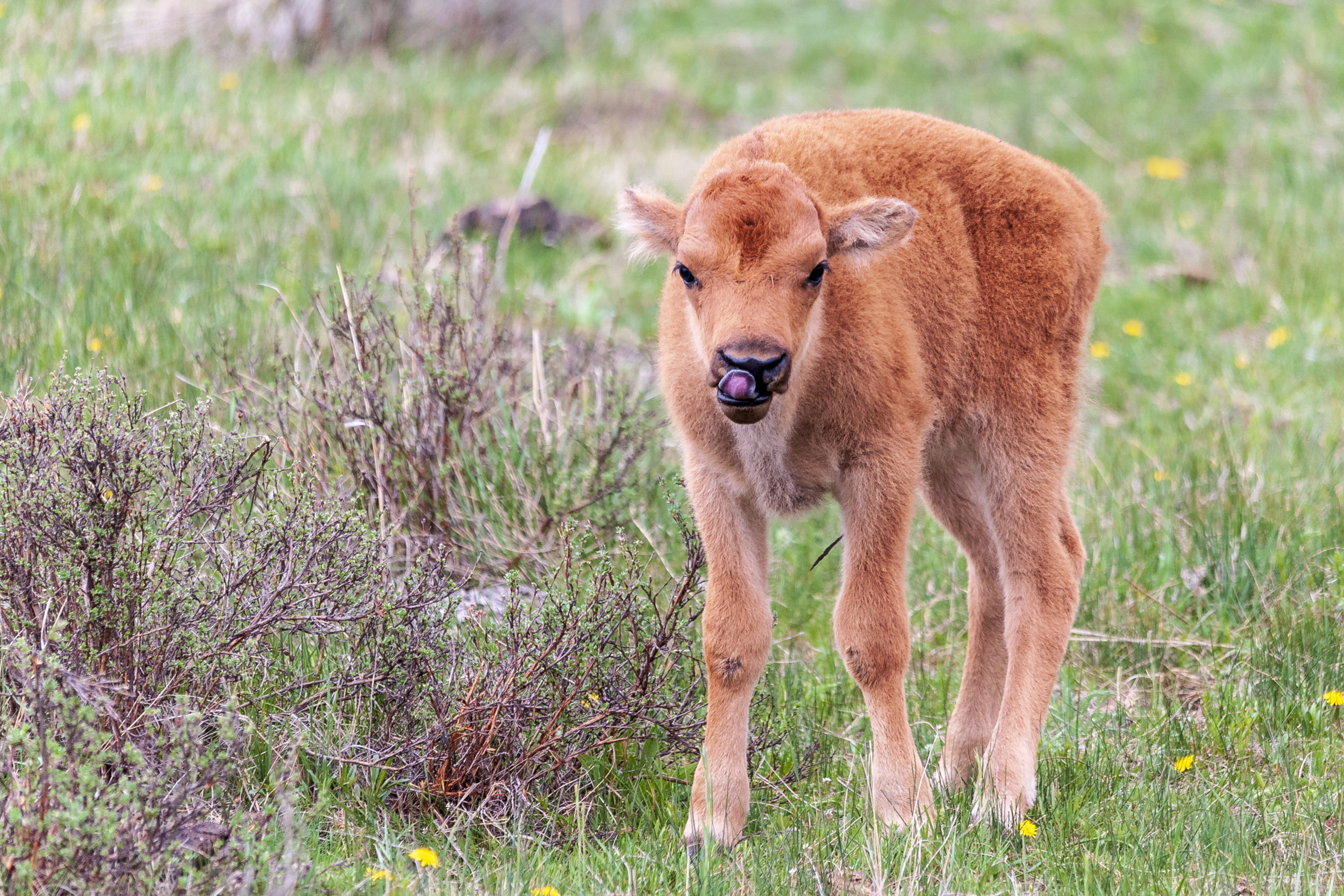 Yellowstone kills baby bison after park visitor touches the animal