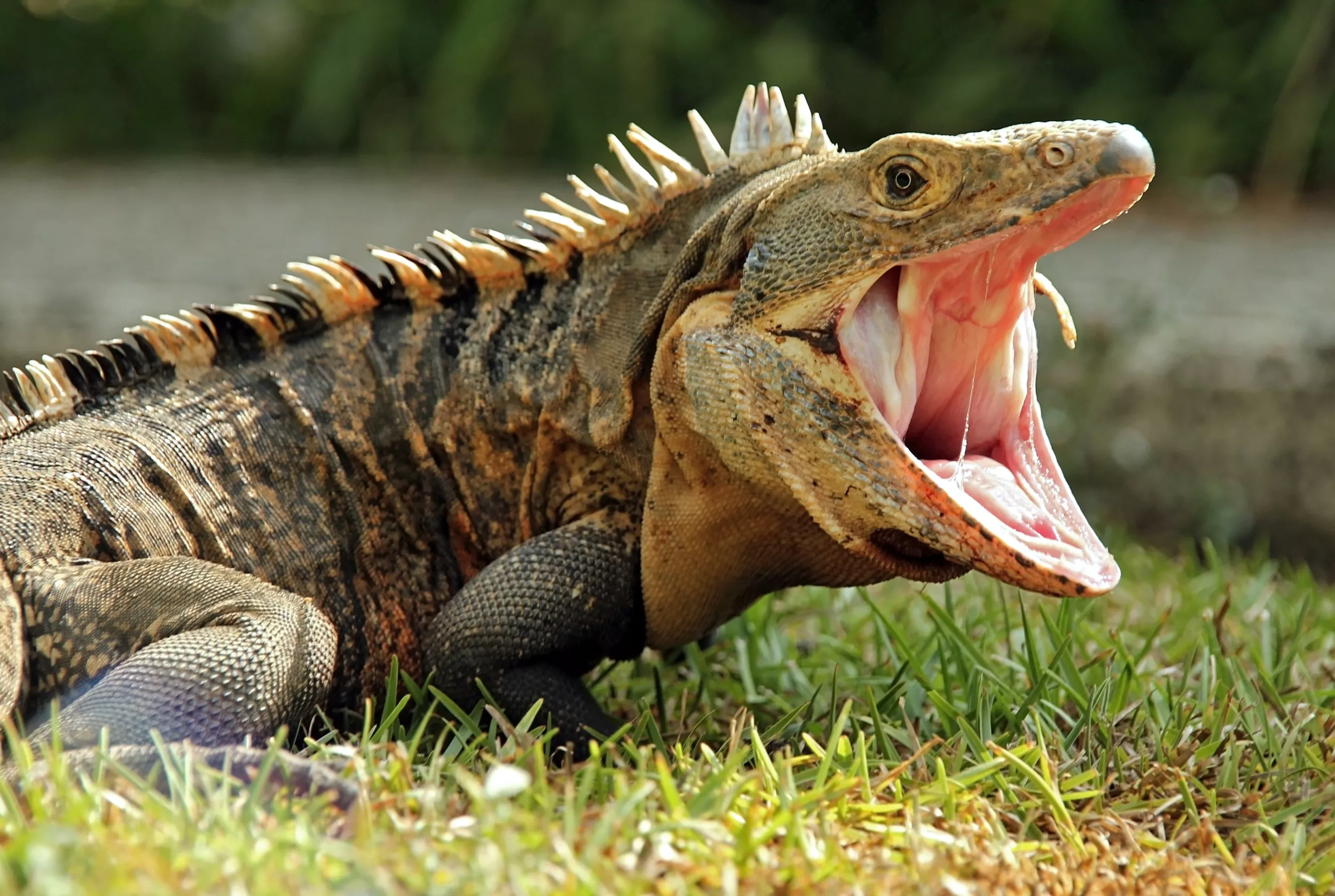 Florida Man Finds Hissing Iguana in His Toilet - Vimarsana News