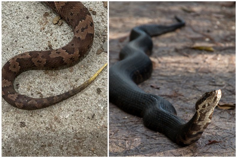 Juvenile vs adult cottonmouth