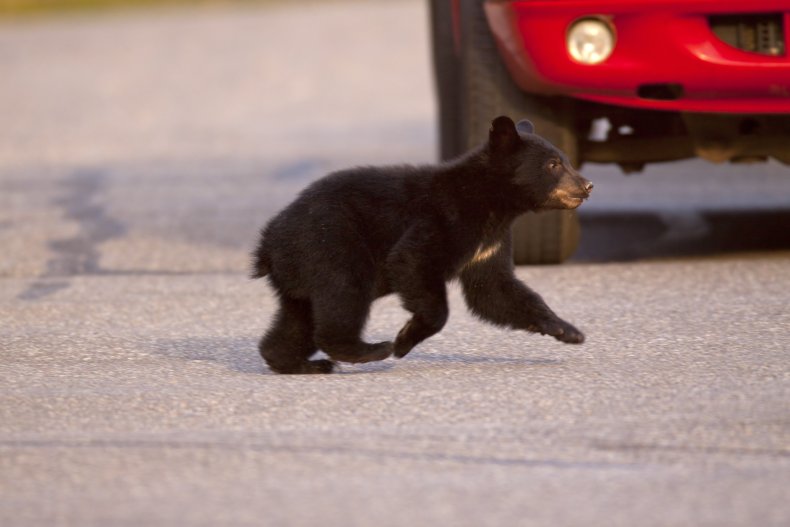 black bear cub