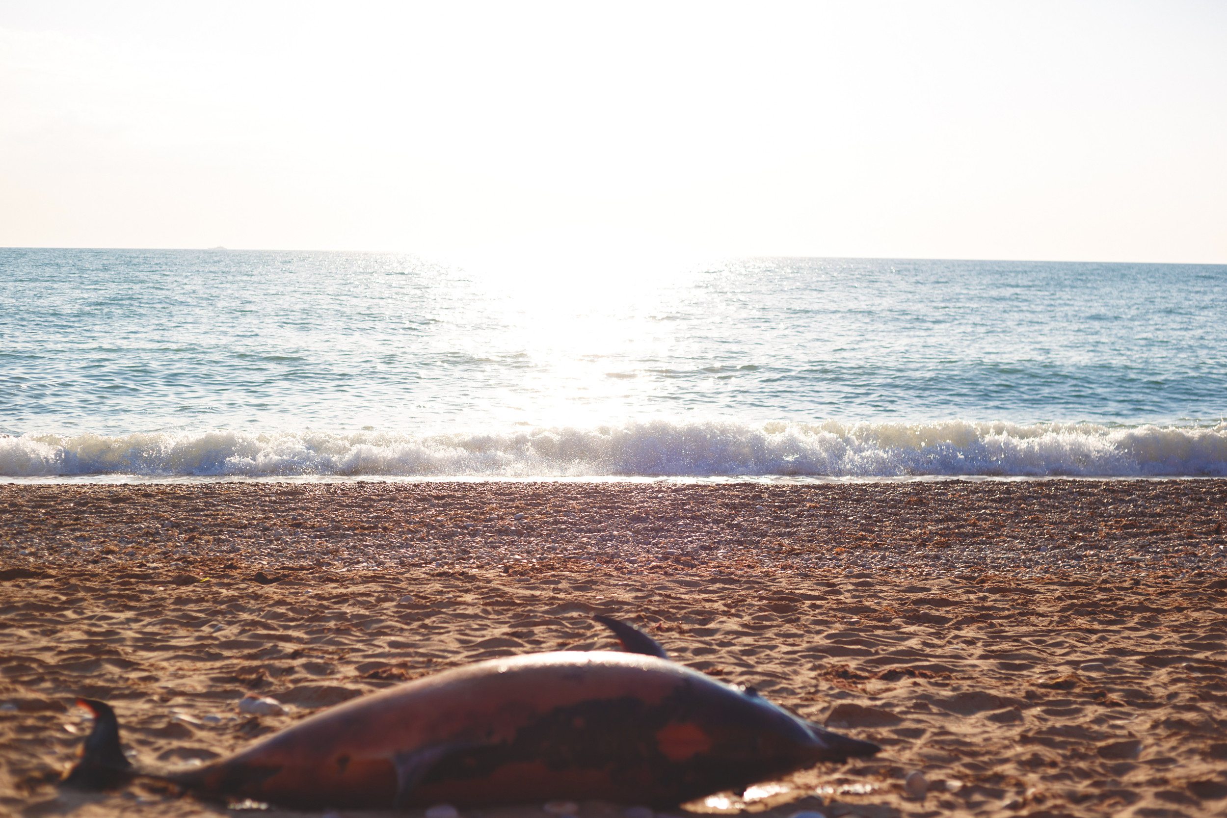 Dolphins and Other Mammals Wash Up Dead in New Jersey - Vimarsana News