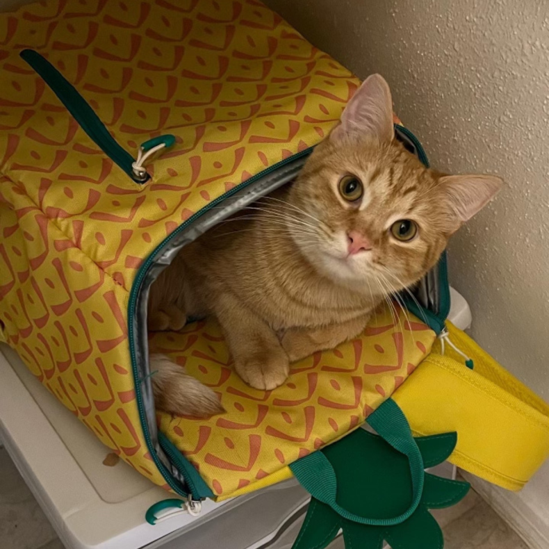 Rescue cat Ham in a pet carrier