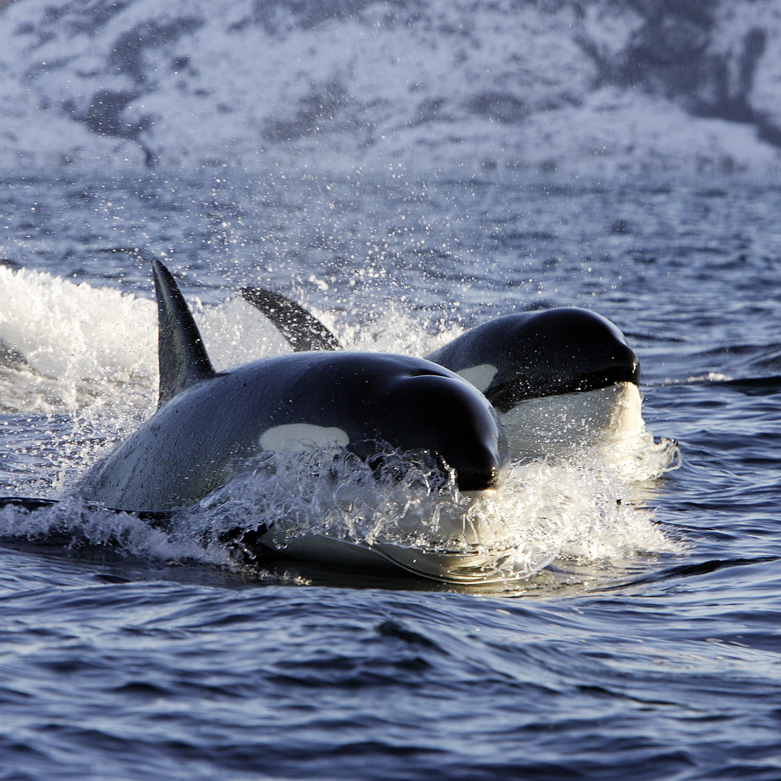 Orcas Hunting