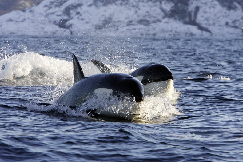 orcas hunting