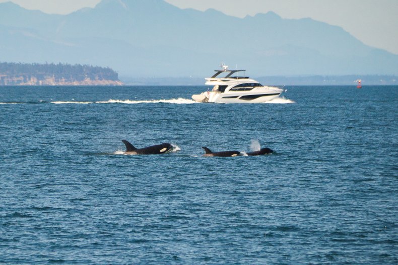 Orcas attack boat