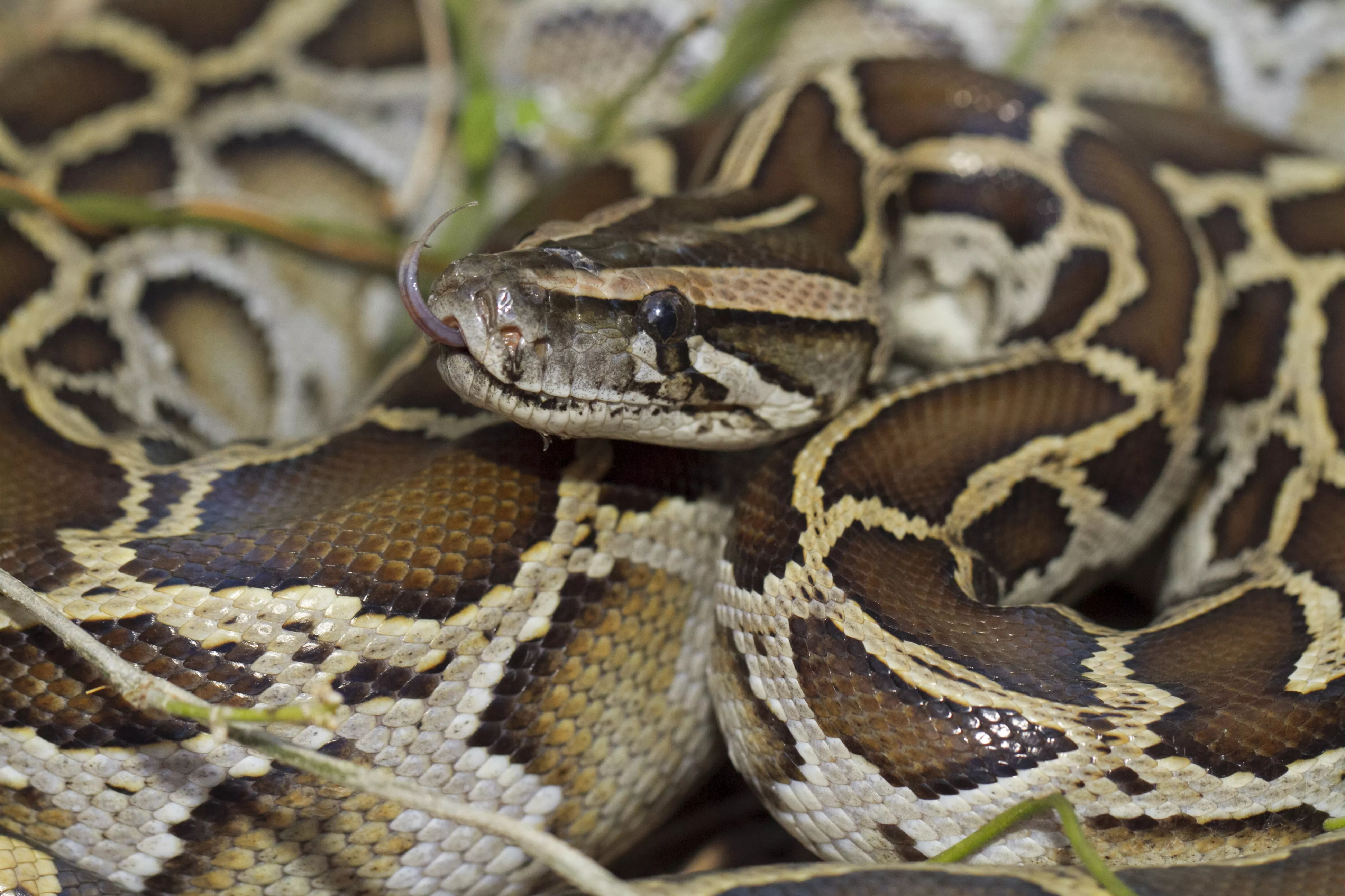 Florida Python Hunting Competition Dishing Out $30,000 in Prizes - Vimarsana News