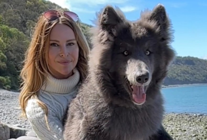Woman Introduces Her Super-Rare Blue Wolf Pup and She's Already a Sensation