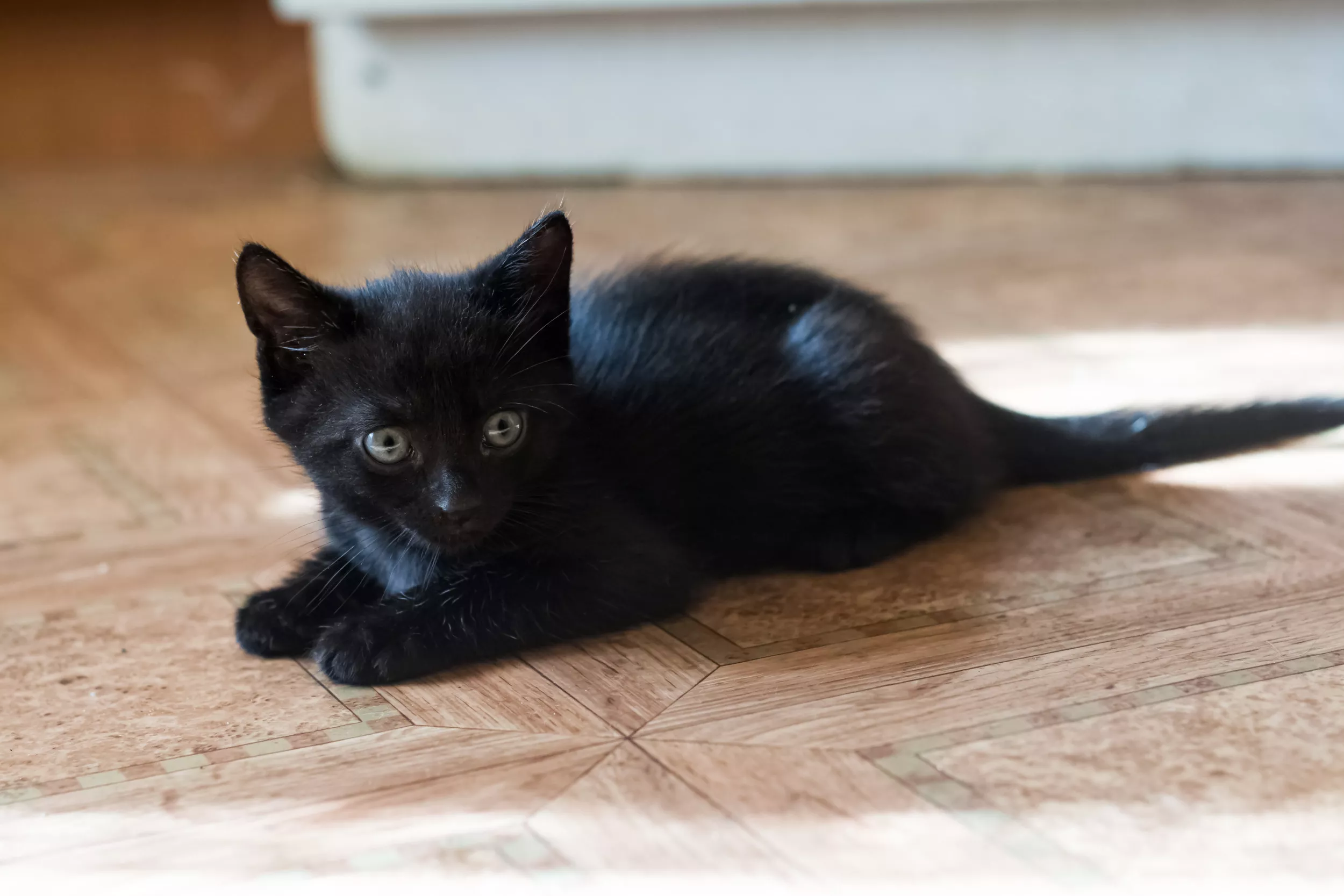 Cat Owner Issues Warning as Pet Wakes Up With 'Completely Dead' Tail - Vimarsana News