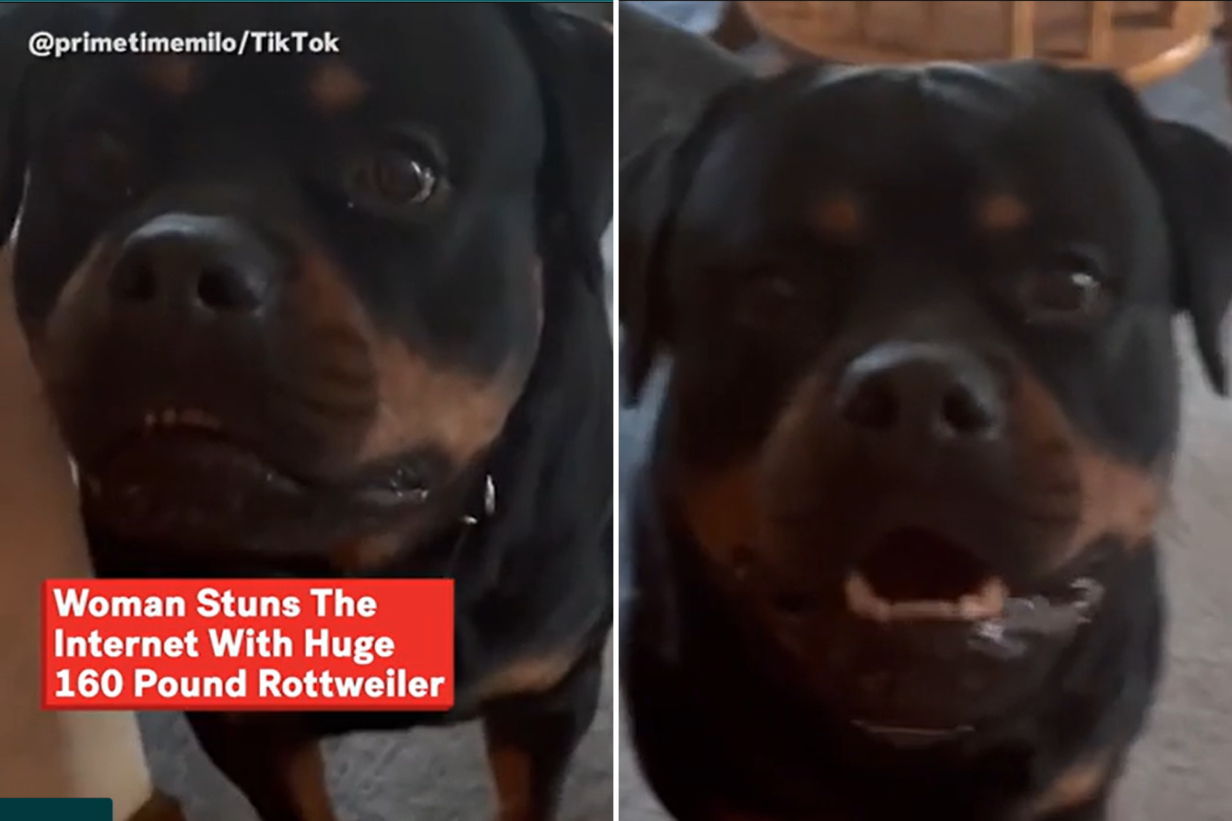 Woman Stuns the Internet With Huge 160 Pound Rottweiler He s a Sweetheart Newsweek