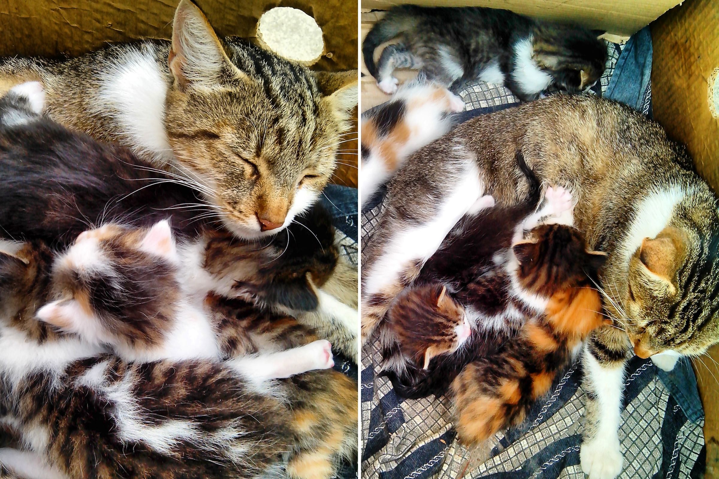 Cat Dad Standing Guard Over Mom And Kittens Delights Internet Newsweek