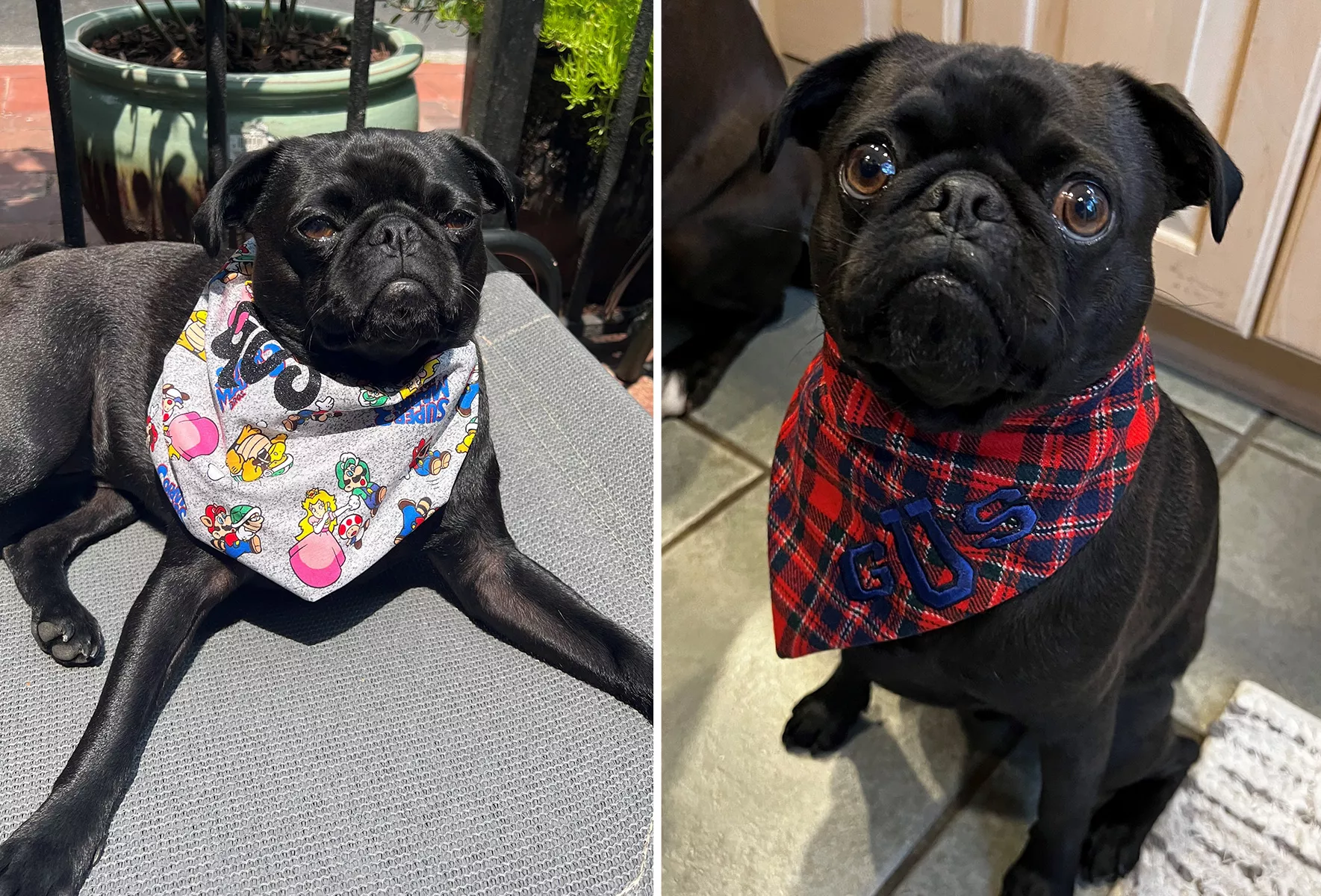 Mailman Sews Bandanas for Neighborhood Dogs, and Results Are Adorable - Vimarsana News