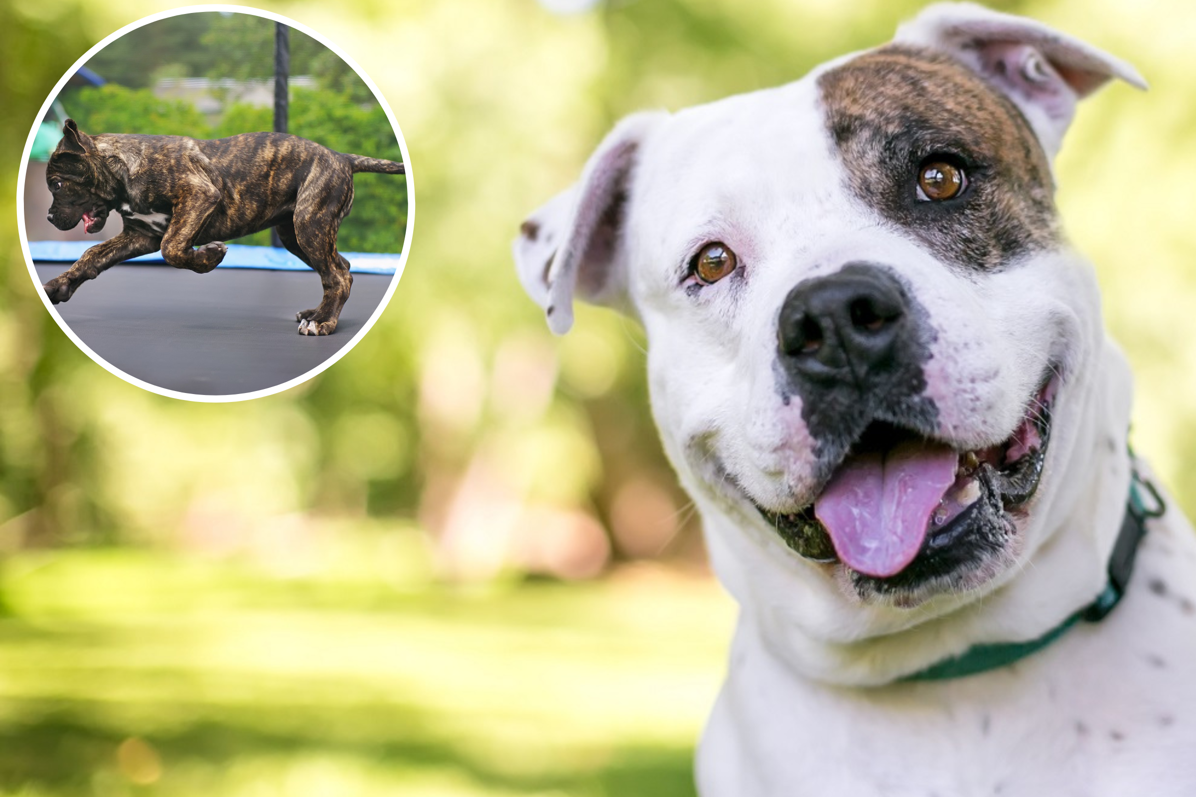 The internet is in stitches as American bully thinks he ‘owns’ the trampoline